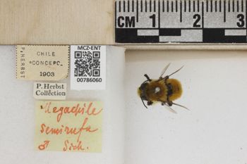 Media type: image;   Entomology 786060 Aspect: Labels